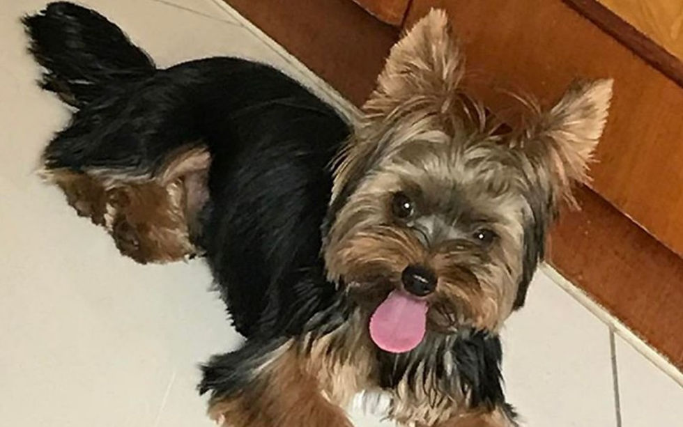 Chamado de 'identipet', documento serve para comprovar a identidade do bicho e ainda ajuda na busca em caso de roubo ou fuga.