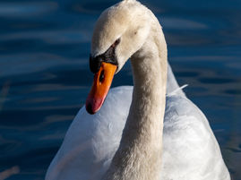 Notre gentil voisin sur le grand bassin, Castelnaudary