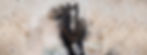 horse banner Upscale .jpg