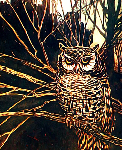 night-owl_edited.jpg