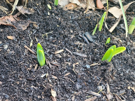 A Poem for Imbolc