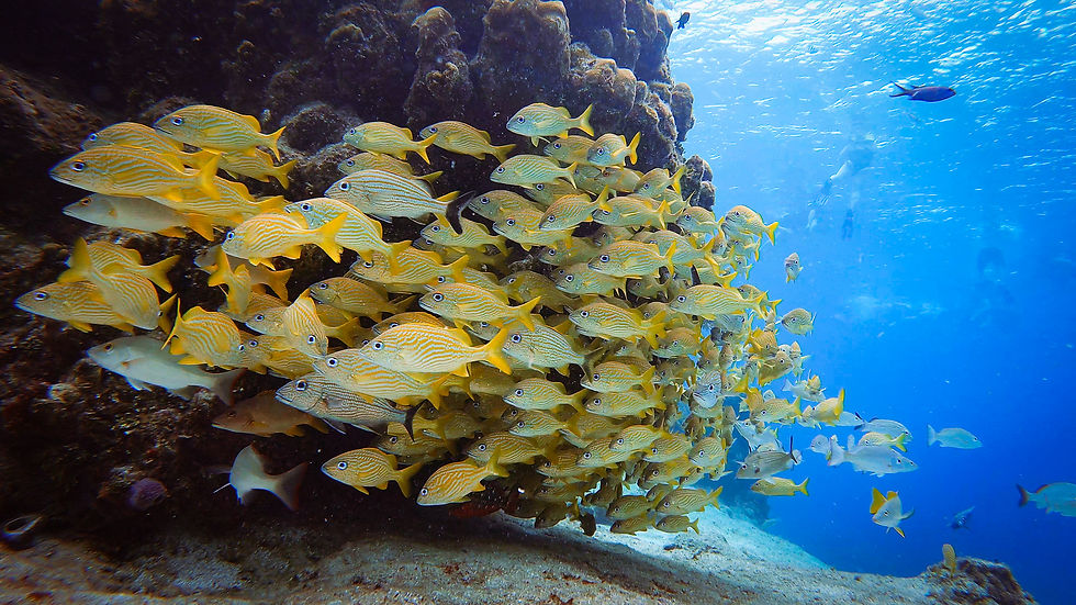 Grunt fishes in Paradise Reef Cozumel