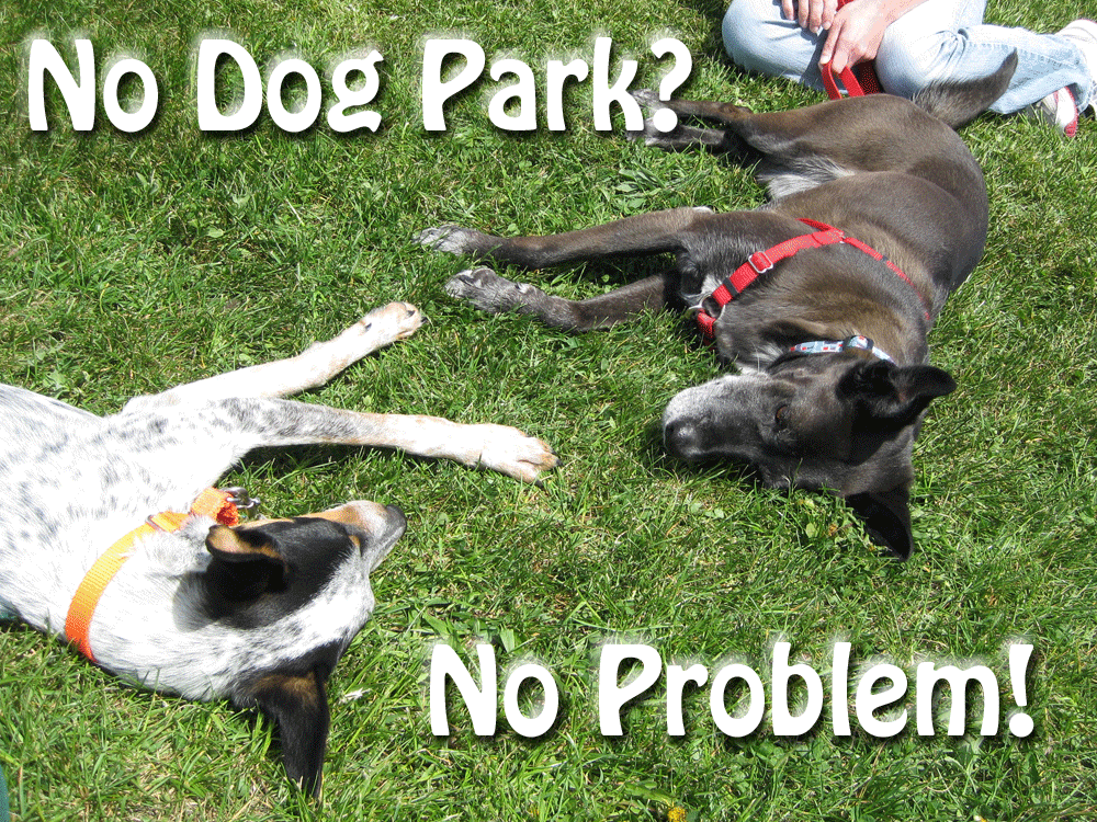 Dog Park and Pet Transportation Policies