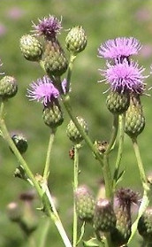 Screen Shot 01-04-18 at 08.49 AM_edited.