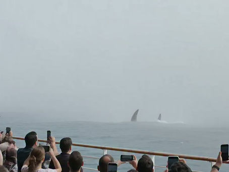 Has a Giant Horned Sea Monster Appeared in the Ocean?