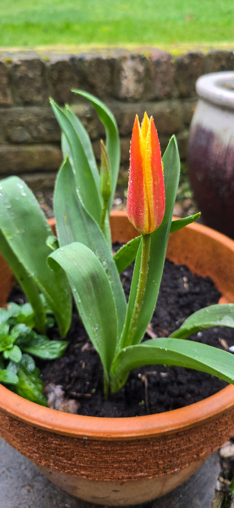 Tulip