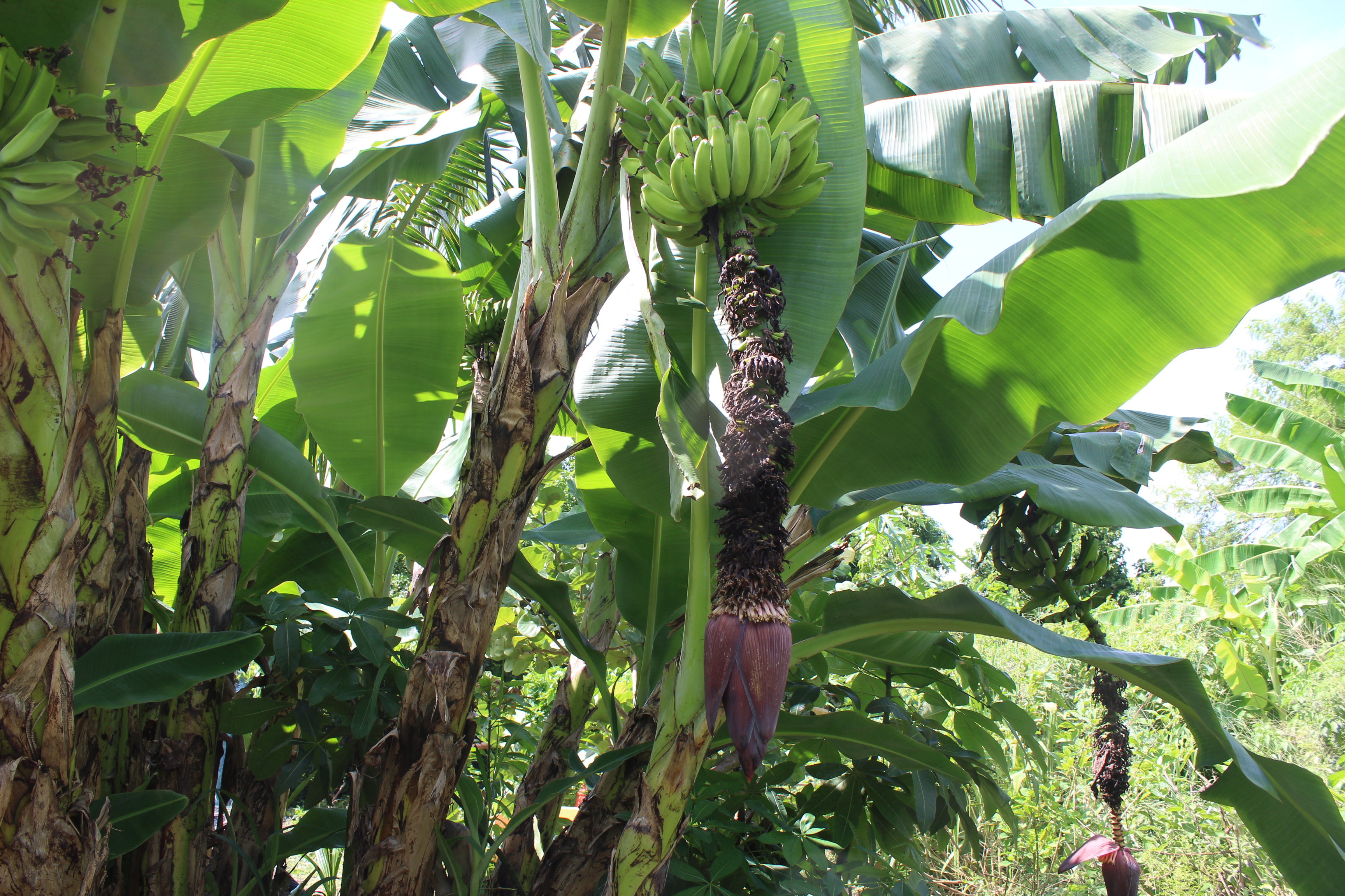 Homegrown Banana