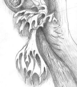 staghorn_edited_edited