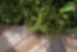 crop.jpg