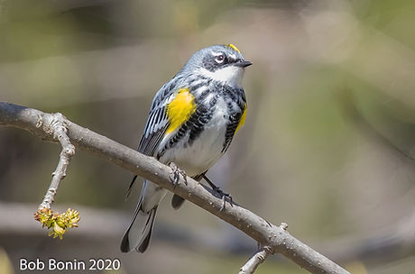 Yellow-Rumped-Warbler--Wolcott-Mill-Metropark-Photo-by-Bob-Bonin.jpg
