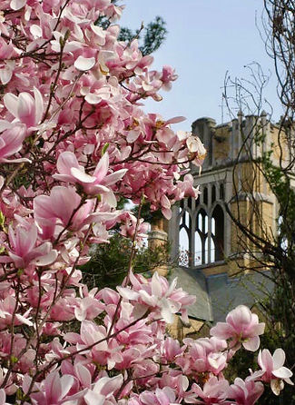Pink blossoms and a tower