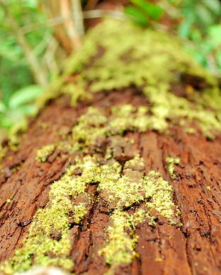hutan7.png