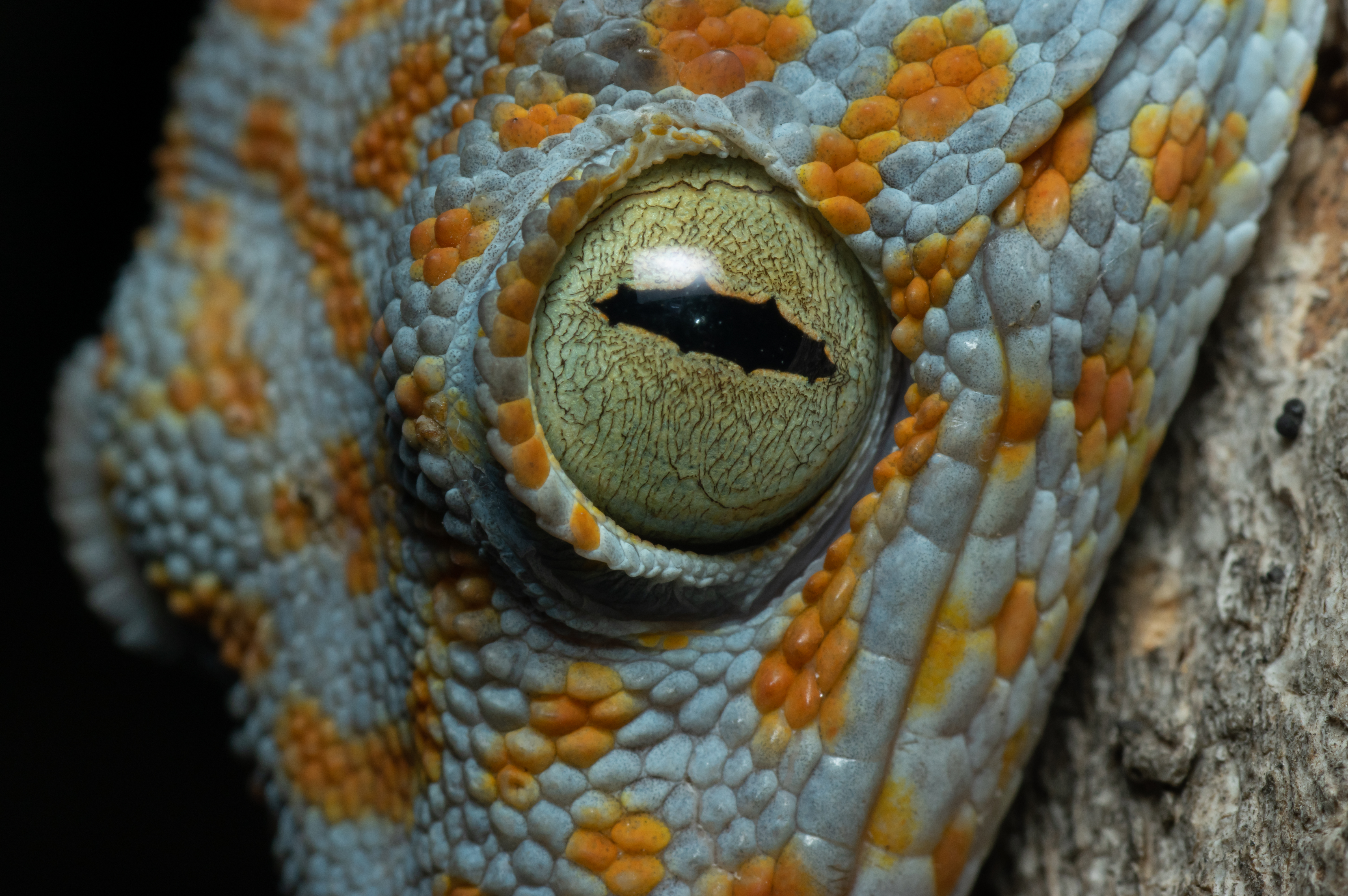Eyes of beauty