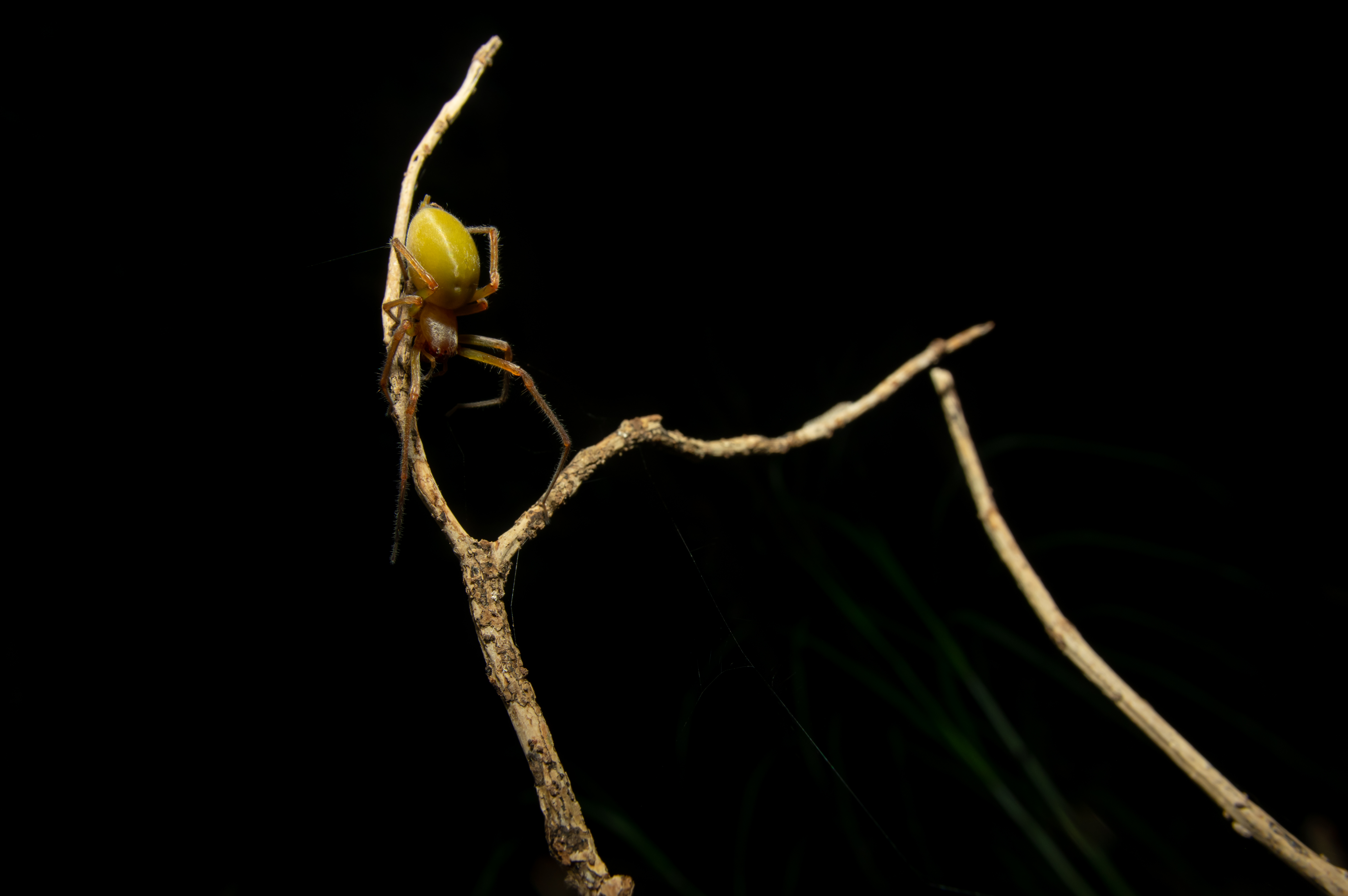 Lonely fruit