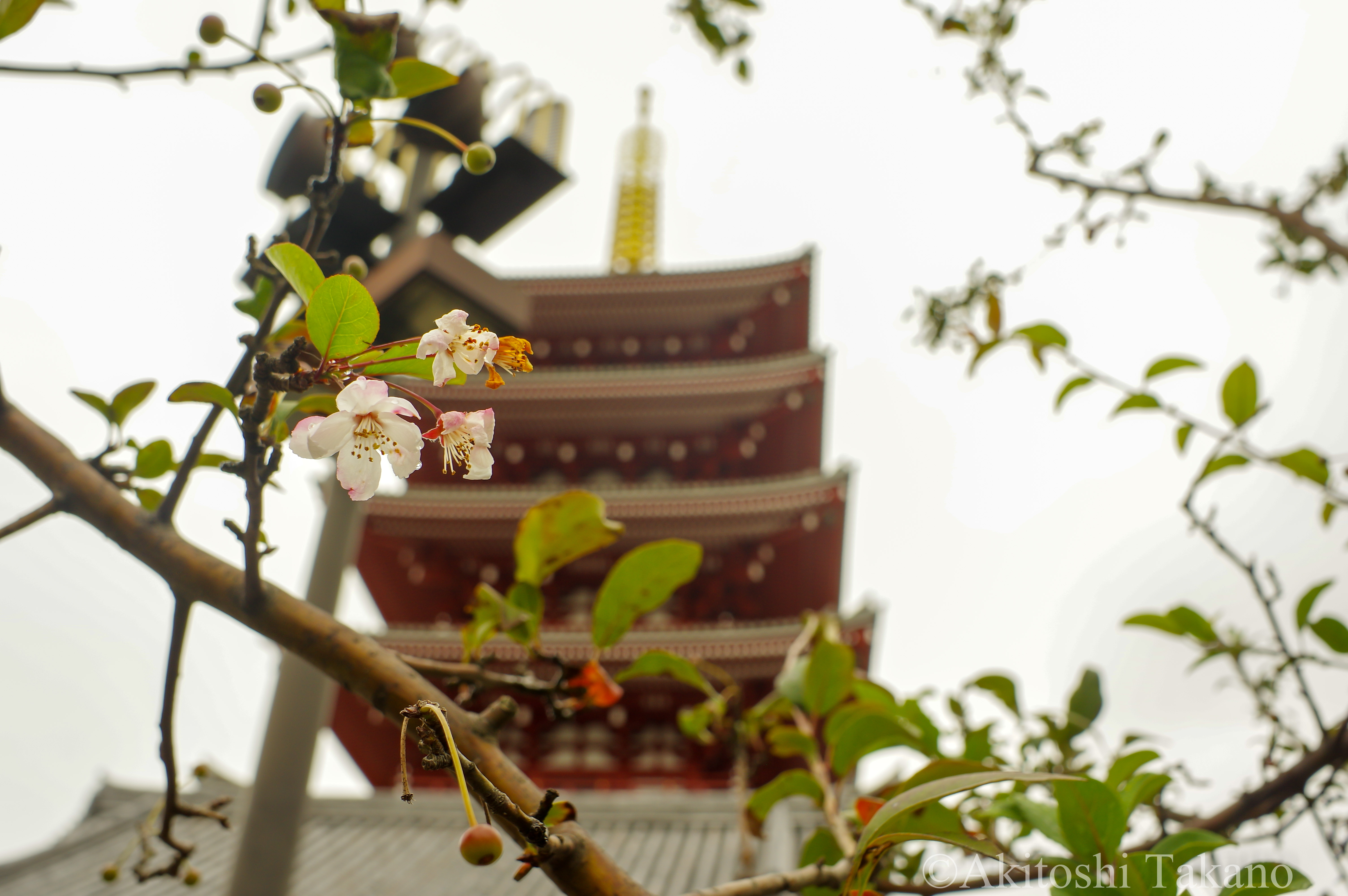 Cherry blossom