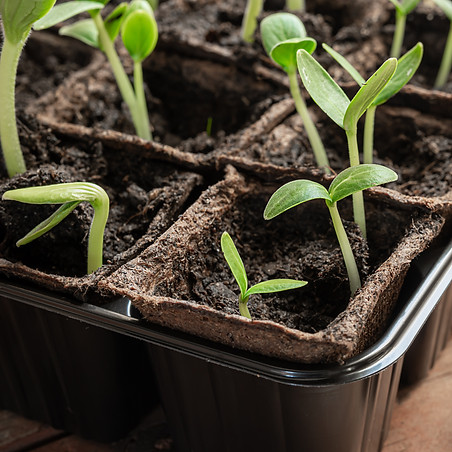 Seedlings-and-gardening-tools-956070.jpg