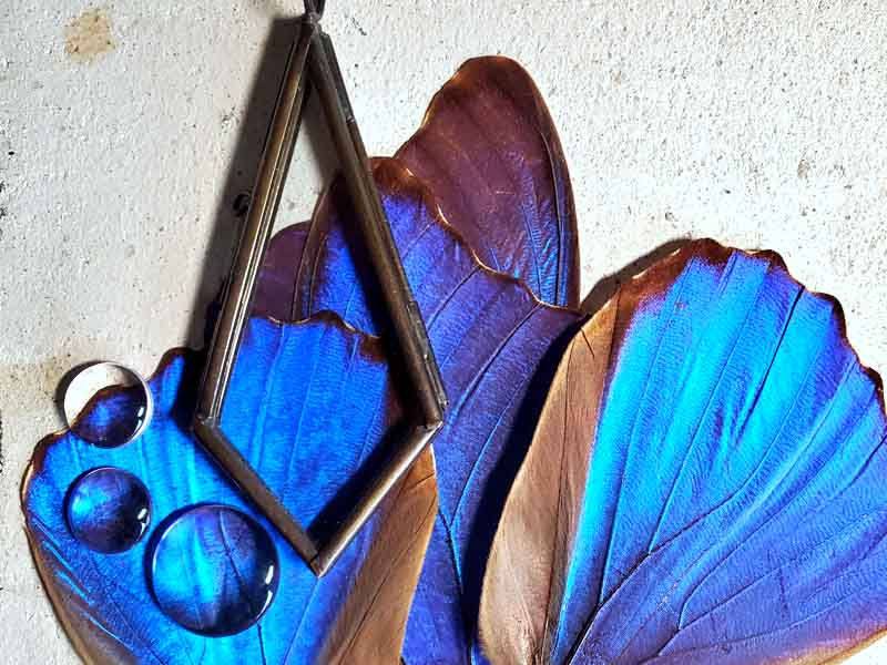 モルフォ蝶の翅