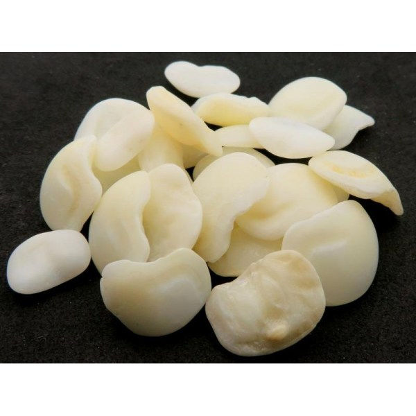 otolith of sheephead fish