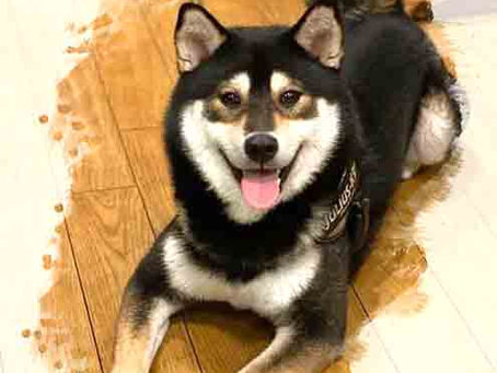 ワンコヘアゴム～本日のお・ま・け