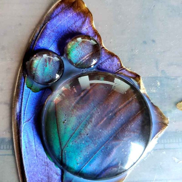 モルフォ蝶のはねでカボション（失敗）