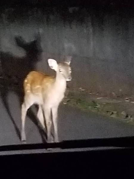 迷子の子鹿