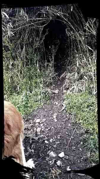 動物さん、通ります！