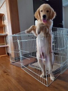 ゴールデンリトリーバー子犬