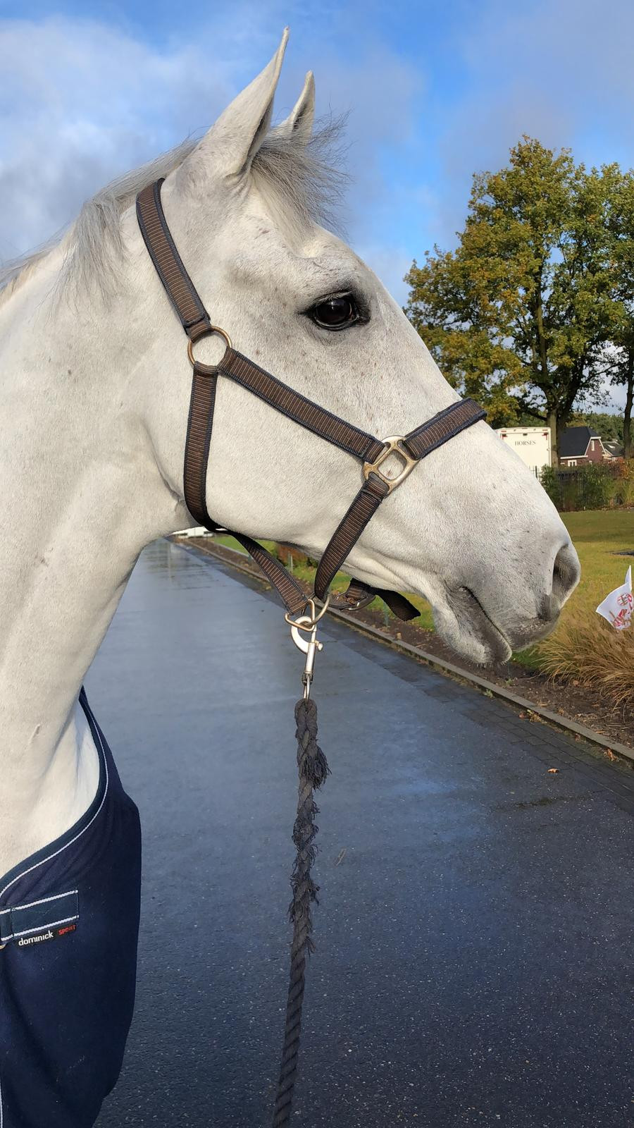 D'Avange K (Massimo-Petra-Kennedy)