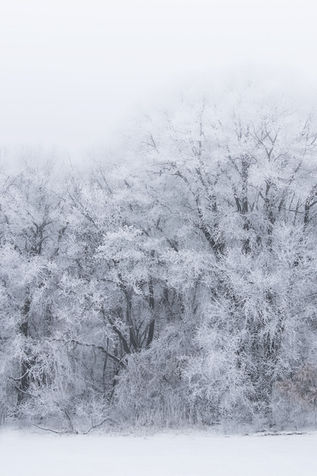 snowy trees