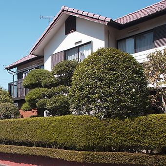Shrub and Tree Maintence, Yard Cleanup in Monmouth County NJ