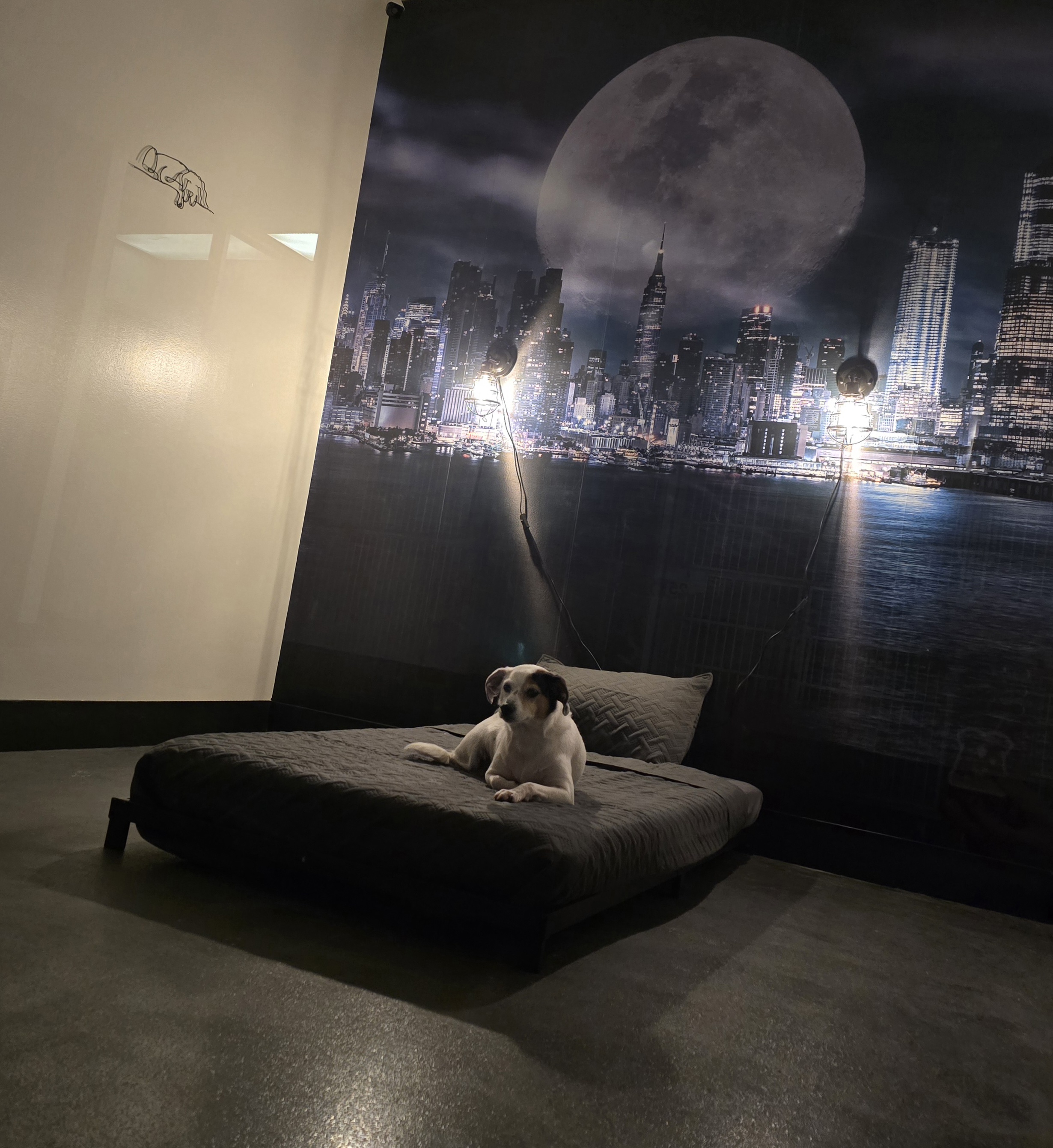 Finn relaxing in our Urban Loft Suite.