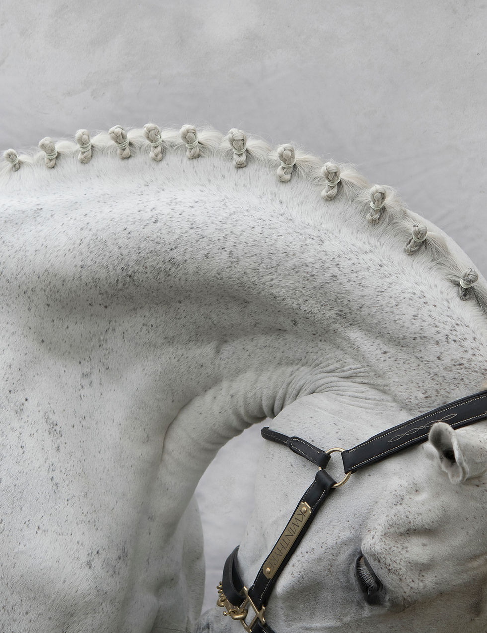 Thumbnail: Dressage Horse Neck