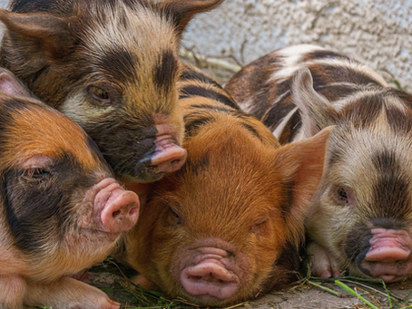 Kunekune piglets in Idaho coming soon to Reynolds Family Farms