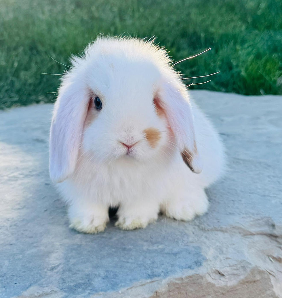 Holland Lop Rabbit Colors Explained: Harlequin, Magpie, Tricolor, and Tortoise