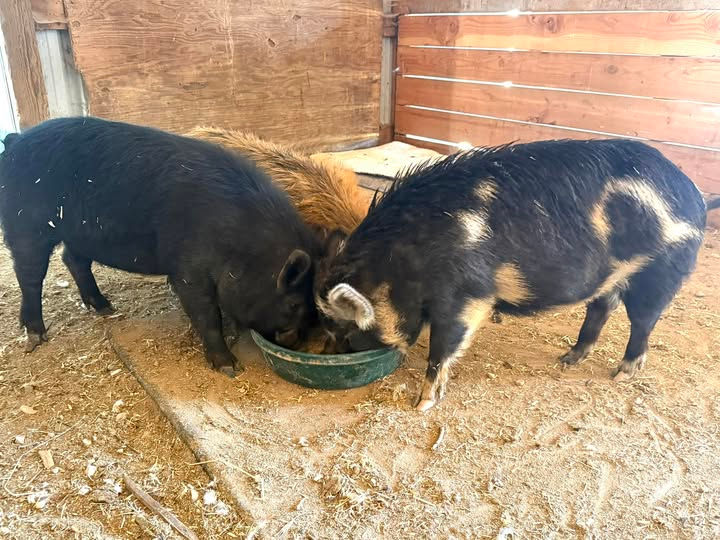 Kunekune pigs raised here at Reynolds Family Farms in Nampa, Idaho