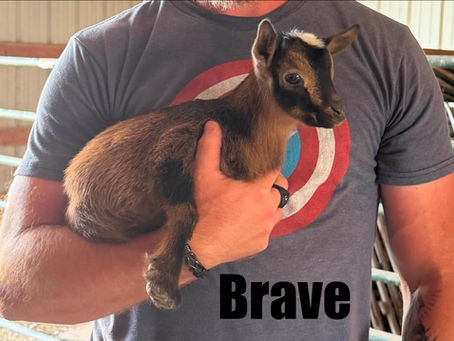 Family raised Nigerian Dwarf goat in Nampa, Idaho