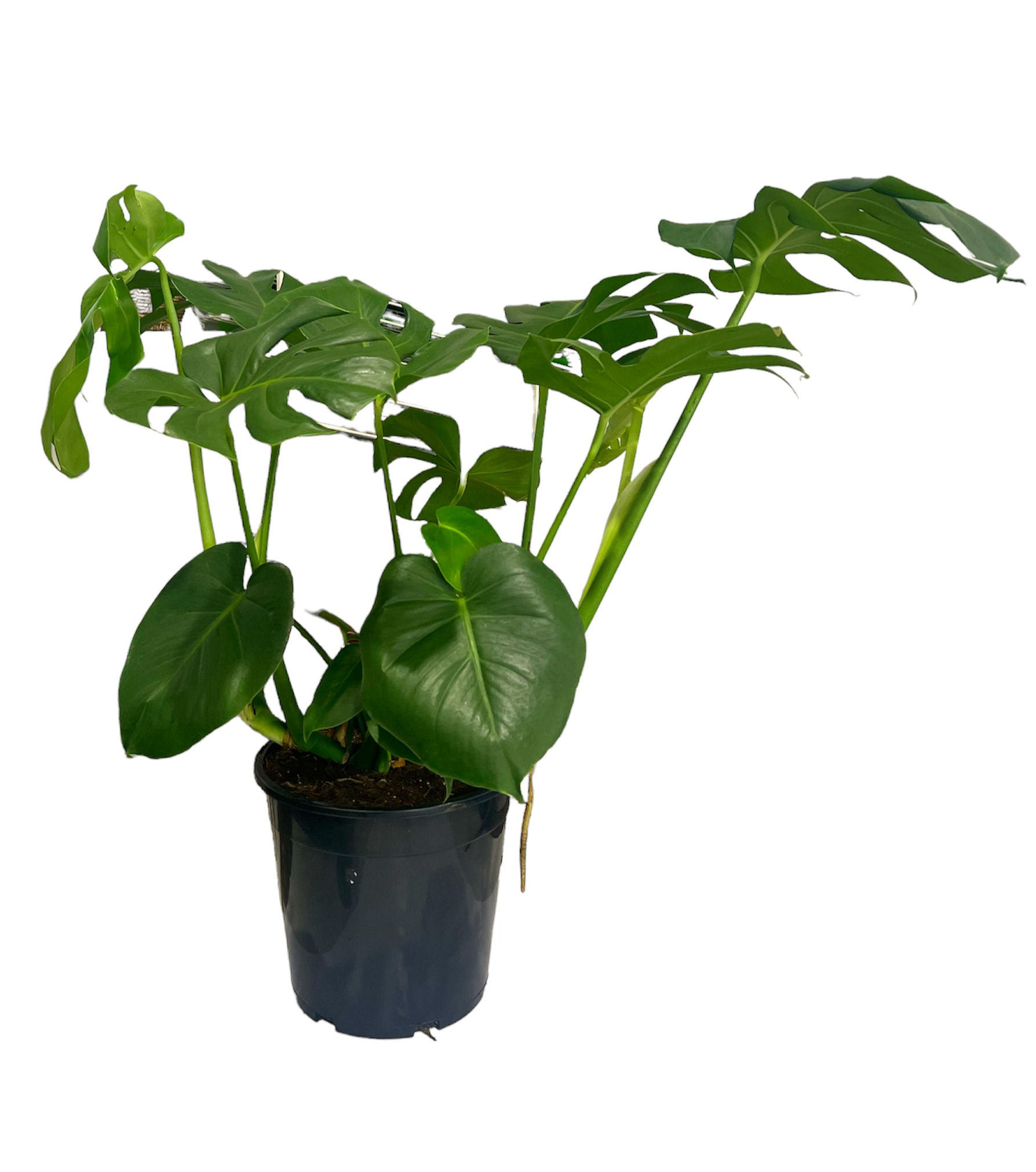 Monstera deliciosa