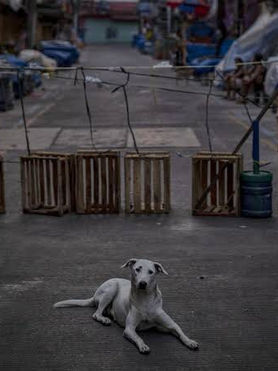 Become the Voice of The Voiceless Strays By Feeding Them Amid COVID-19!
