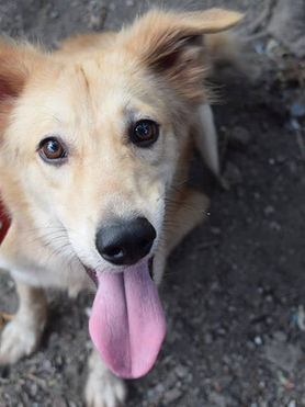 Don’t Ignore Homeless Animals—They Need Our Help