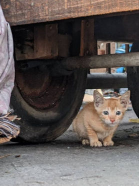 Spay/Neuter as an effective way to control animal population