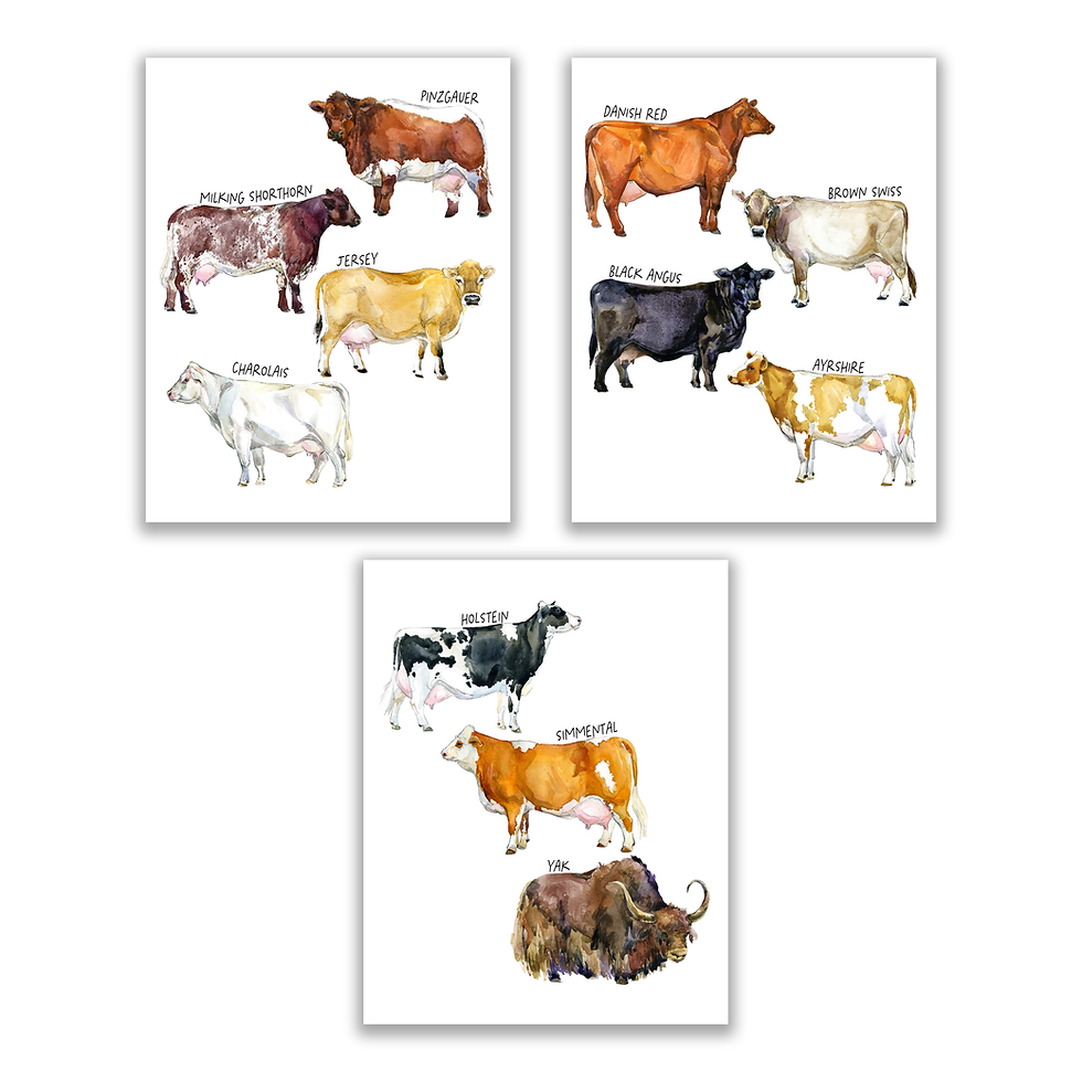 Watercolor Cow Guide Prints - Set of 3 (11x14 Inches)