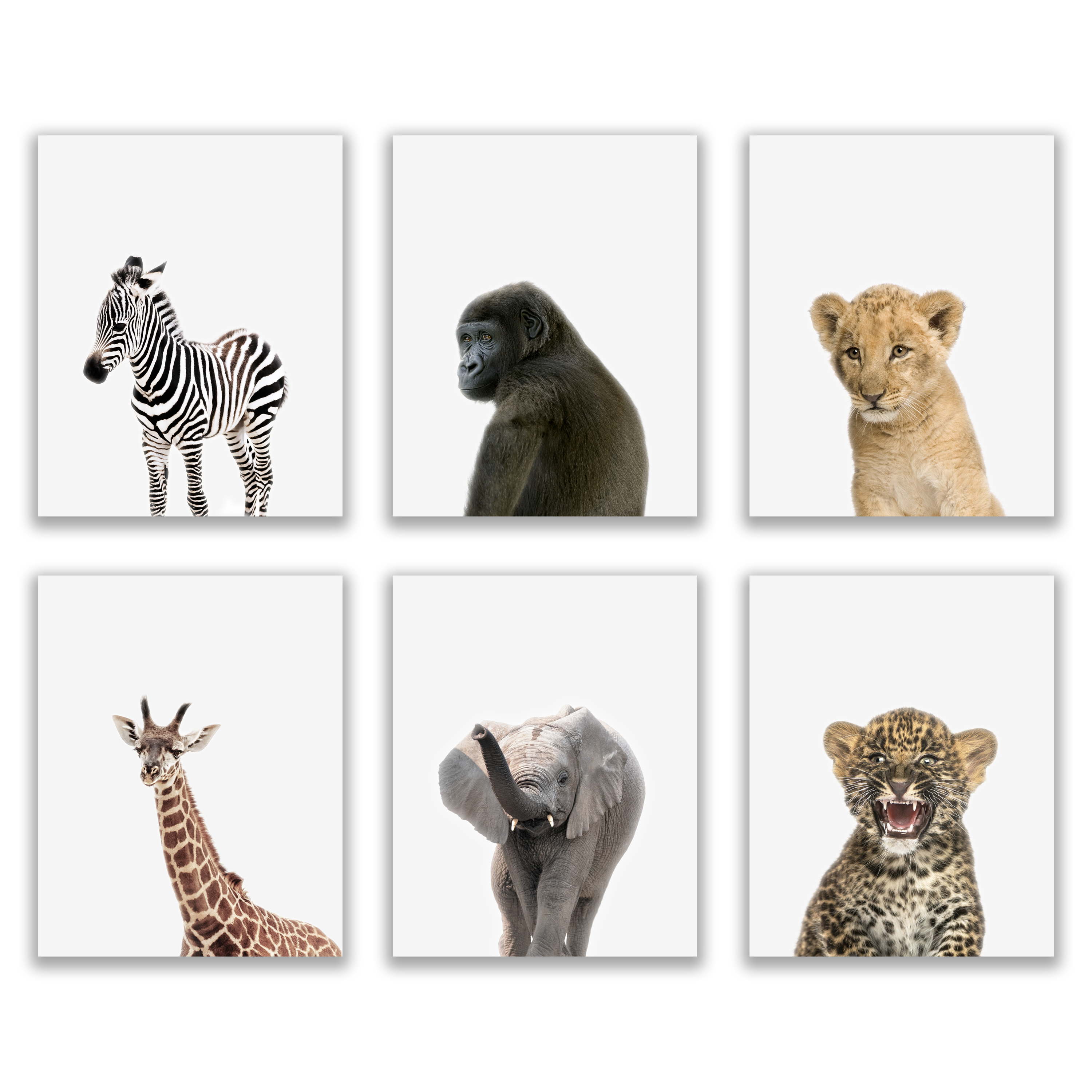 Baby Animals Poster Prints - Set of 6 (8x10) Safari, Woodland, Outback, Barn