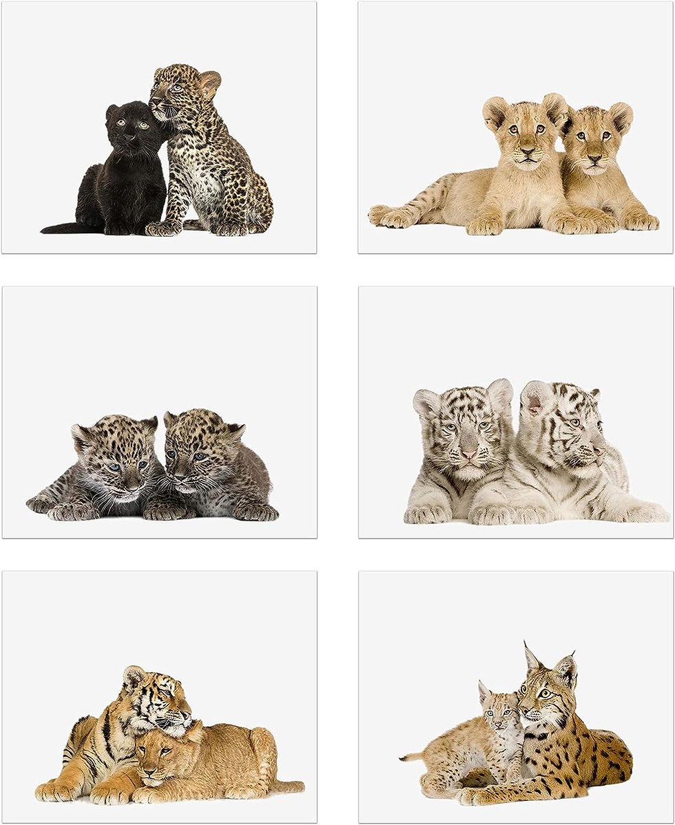 Big Cat Cubs Prints - Set of 6 (8x10)