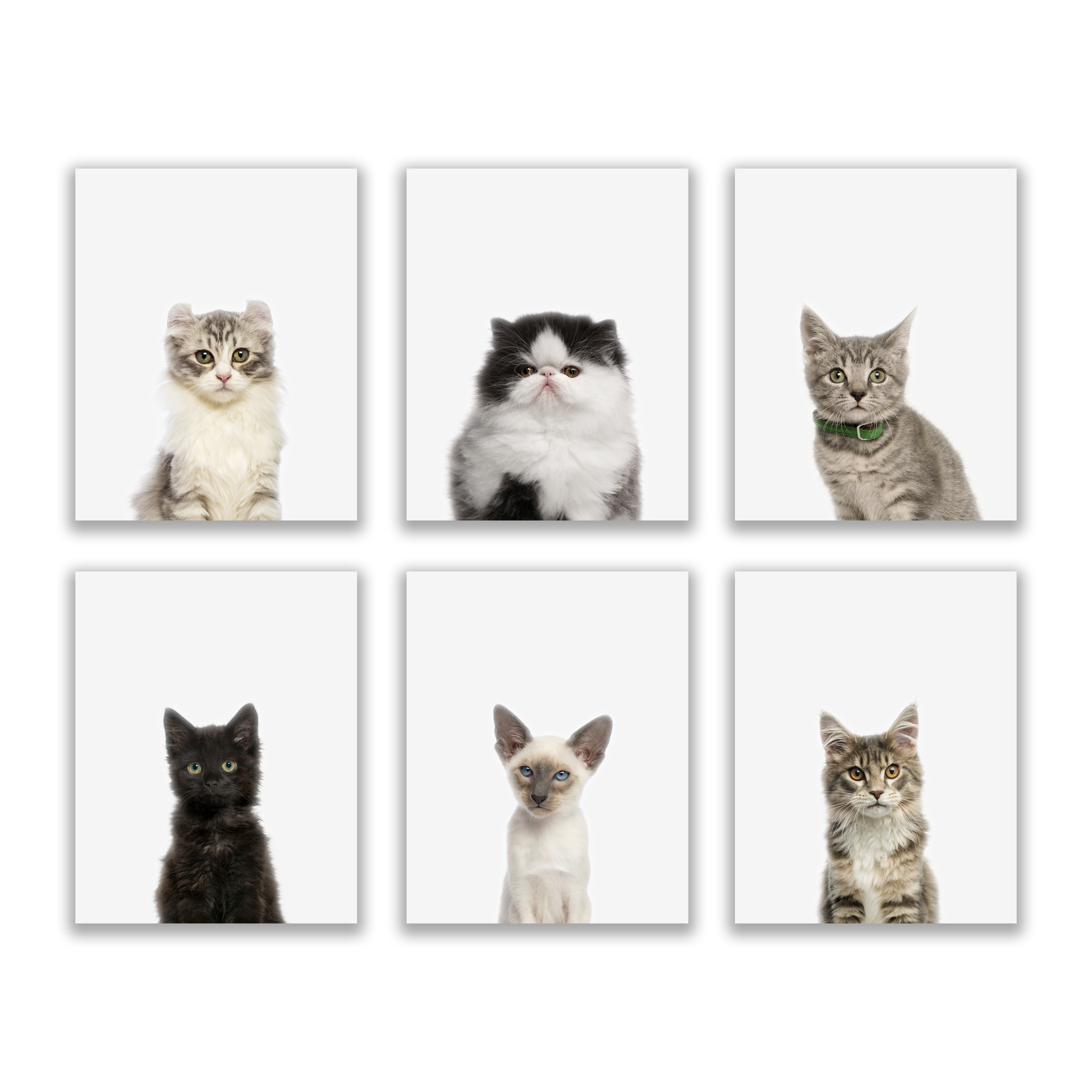 Kitten Portraits Prints - Set of 6 (8x10) Baby Cat Minimalist Nursery Wall Art D