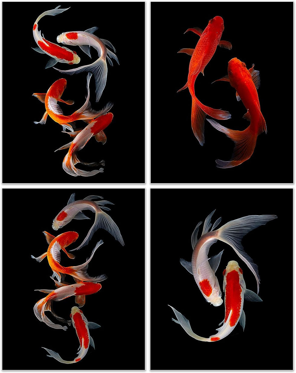 Koi Fish Photography Prints - Set of 4 (11x14 Inches)