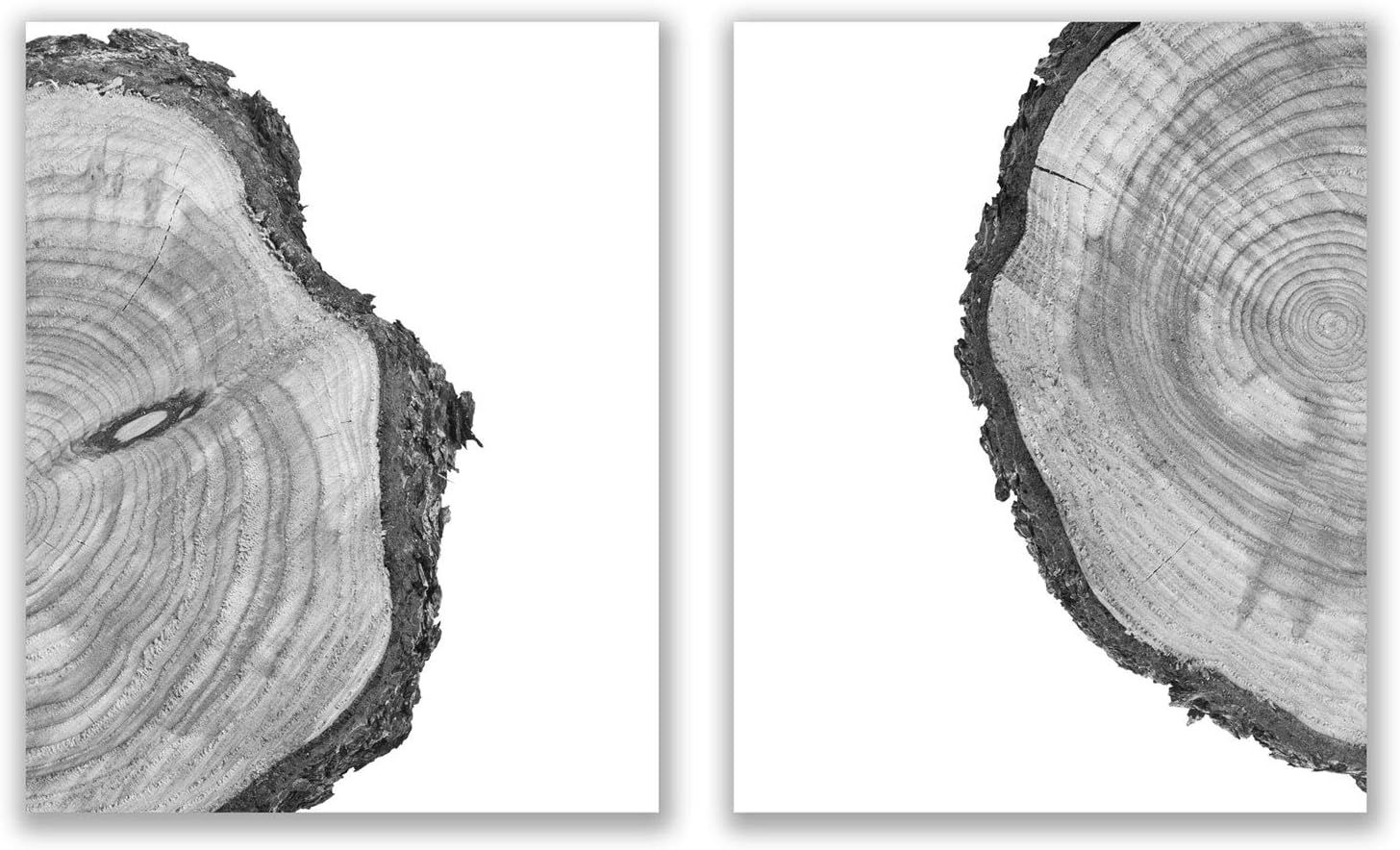 Tree Rings Prints - Set of 2 (8x10)