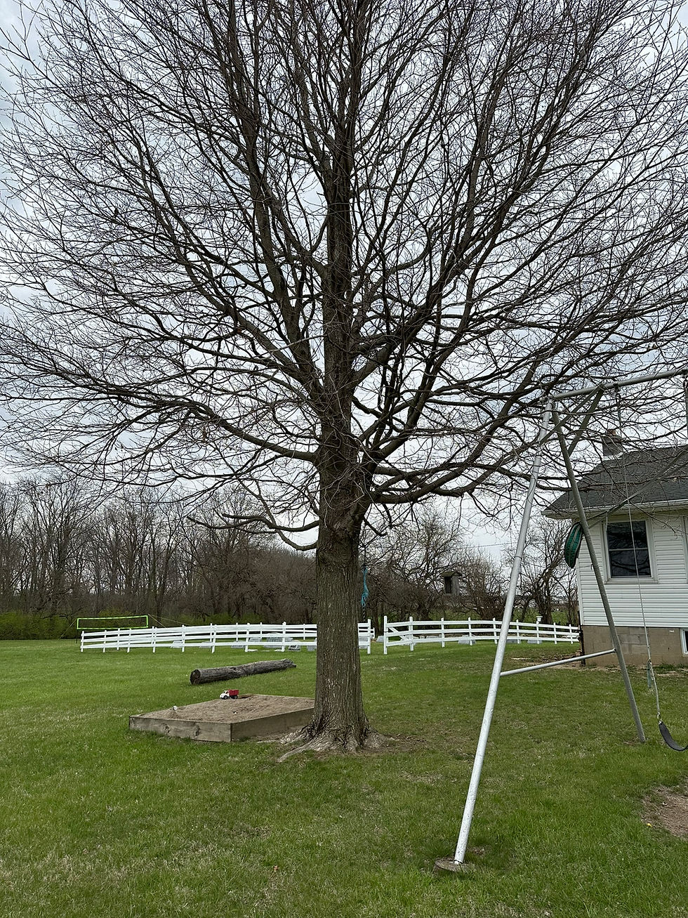 Tree to north has a well developed root flare visible at grade level.