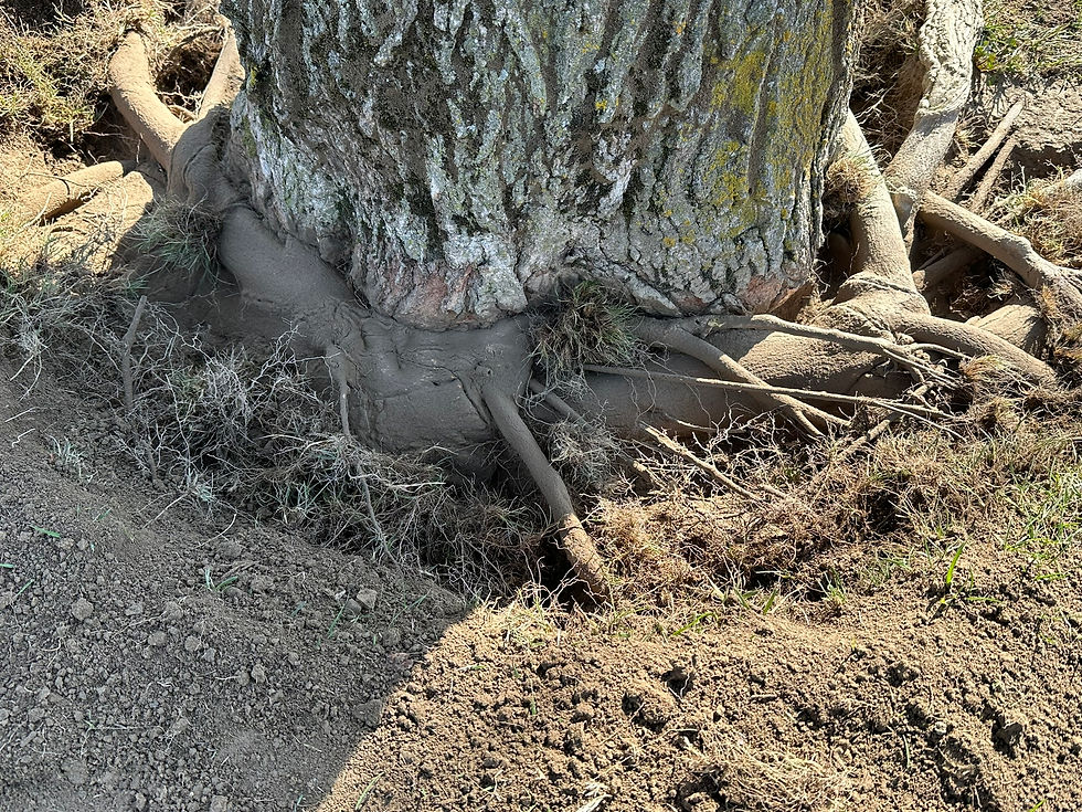 Large set of girdling roots embedded into trunk around west side of tree.