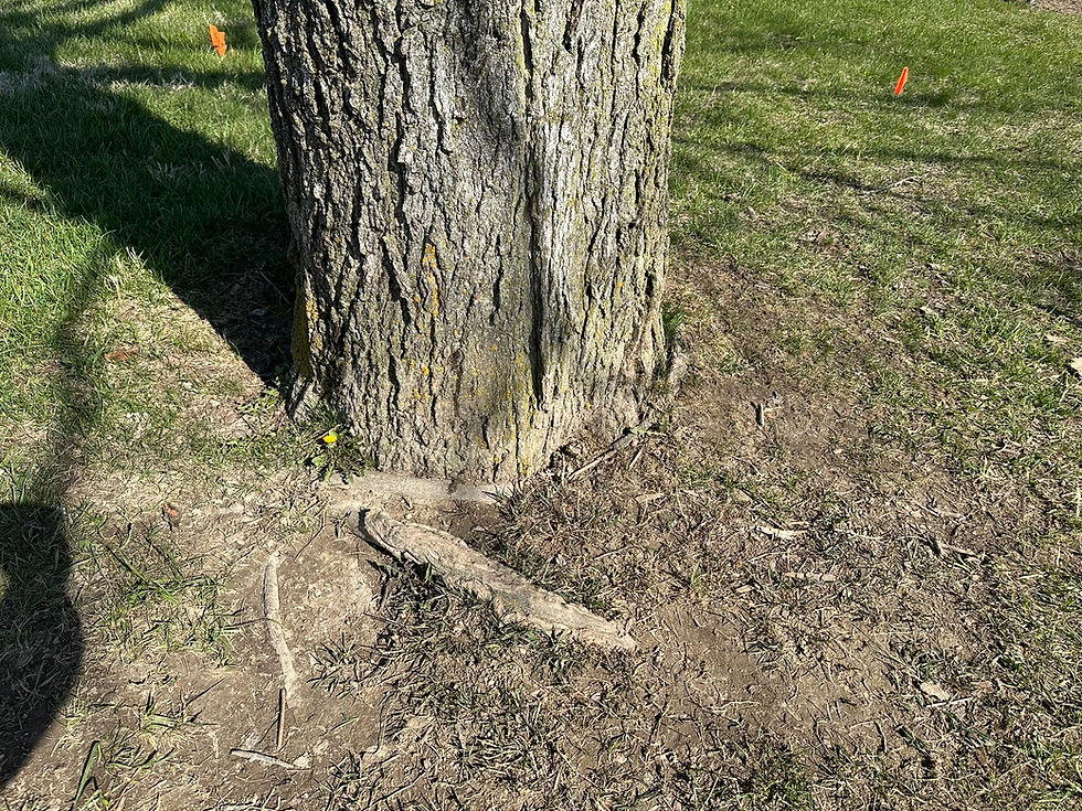 Affected tree has no visible root flare. Some circling roots visible at surface; one is close against trunk.