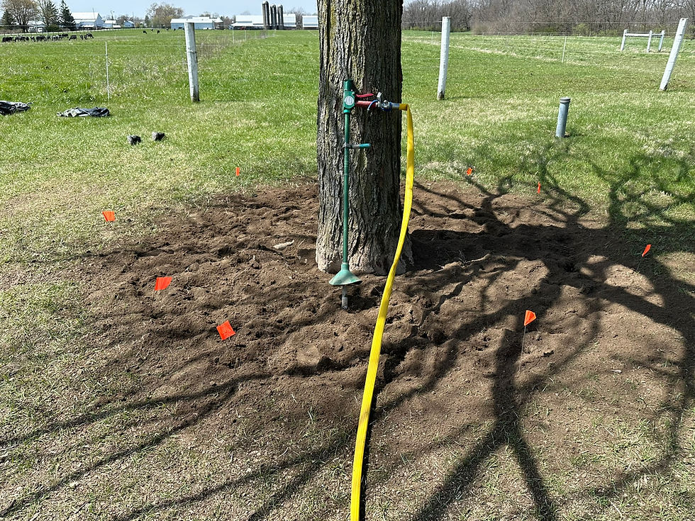 Using the Air Knife to break up and cultivate soil in a 4 foot radius around tree.
